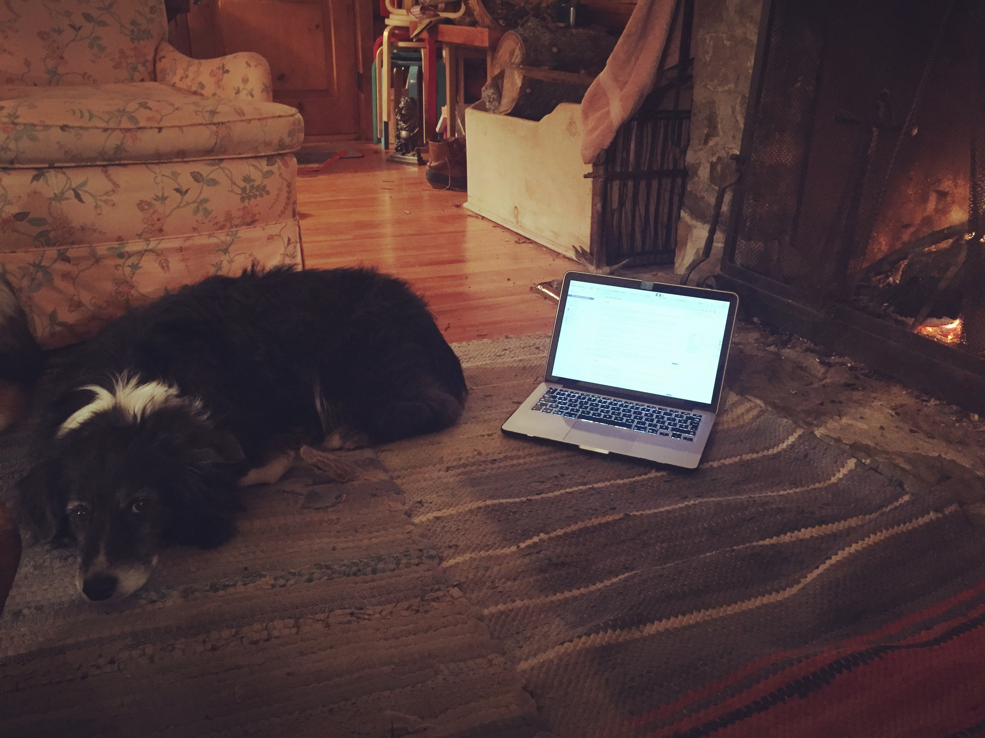 A photo of Jasper and my computer.