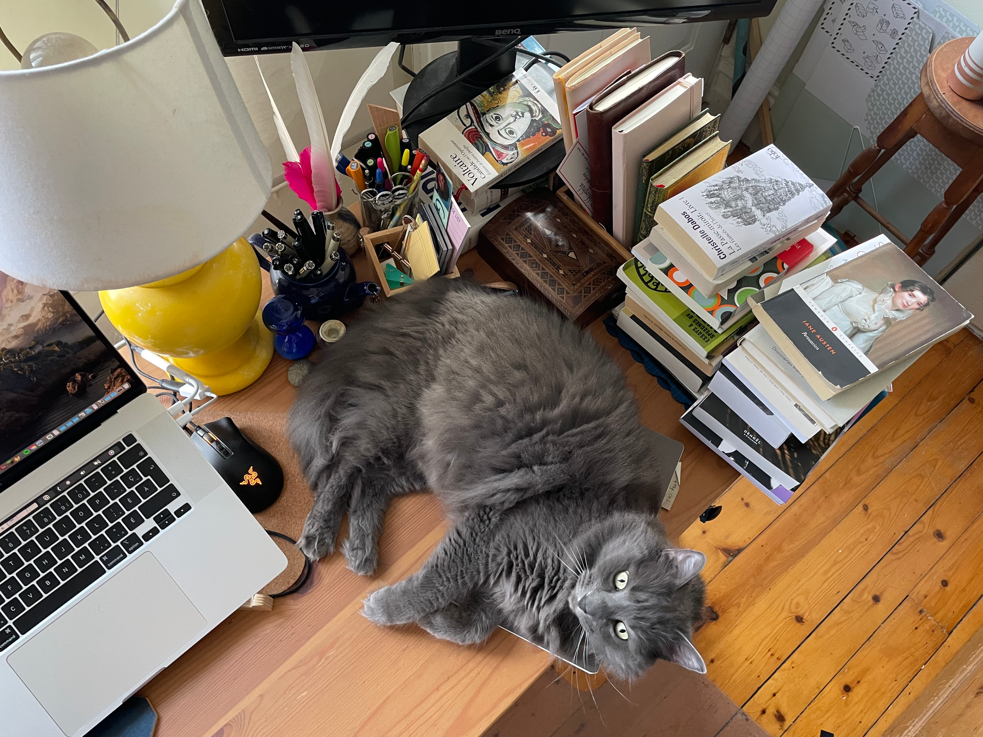 Une photo de mon bureau, avec tous mes livres et le chat qui est allongé et regarde dans la caméra.