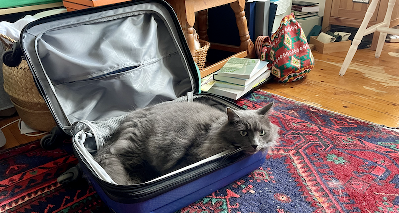 Une valise ouverte, où un grand chat gris pelucheux s'allonge paisiblement.