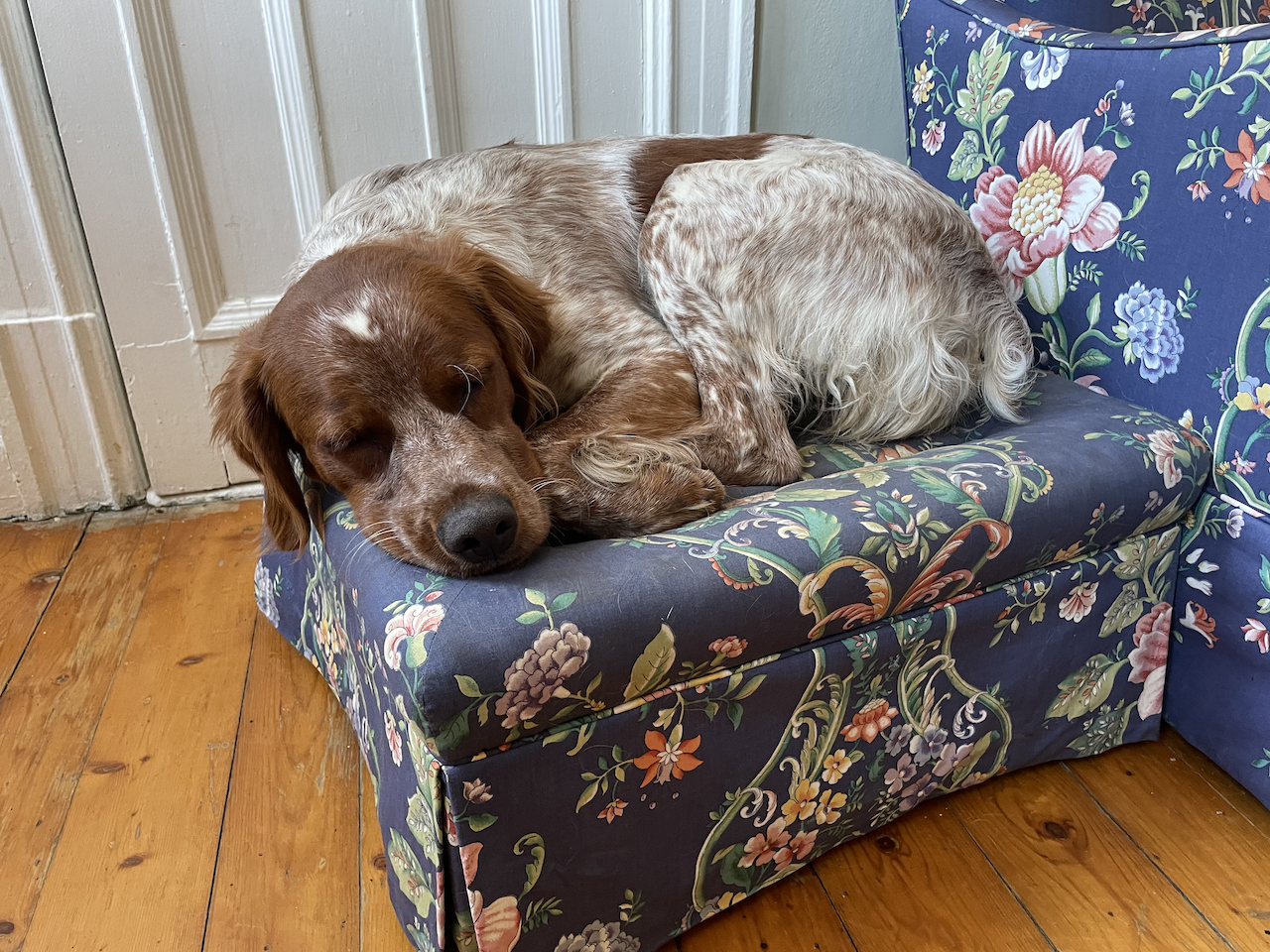 A sleeping Brittany spaniel puppy curled up on a marine poof.