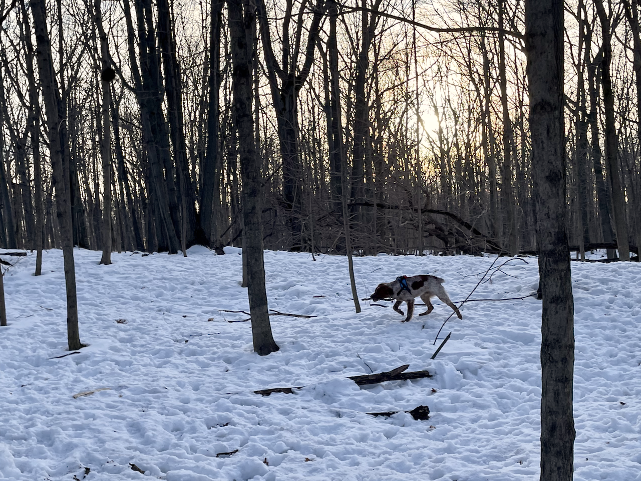 On the snowy forest floor, a red and white Brittany dog is pointing, right paw carefully curled, while he observes something on the forest floor.