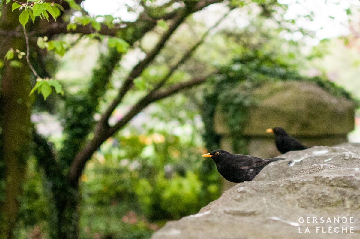 Burst Like Stars Upon Memories: May Day — May 2nd 2017 in Dublin, Ireland