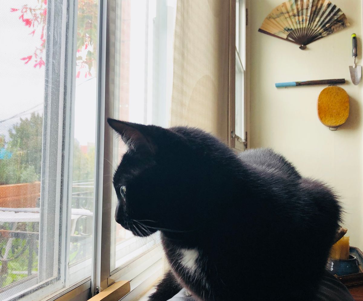 Finding Our Cat Luna