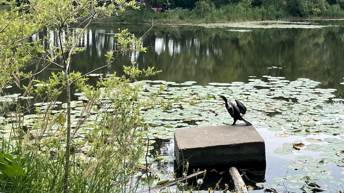 Quelques pensées sur la Fierté et autres observations sur la mi-août