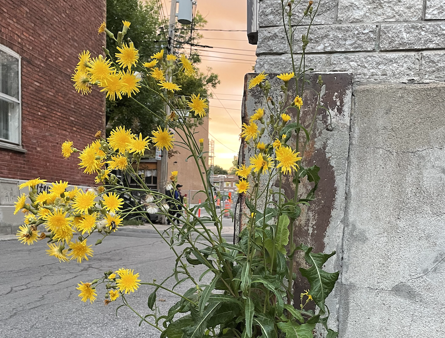 For My Patrons: Strange Haunts in Odd Alleyways (Part 1)