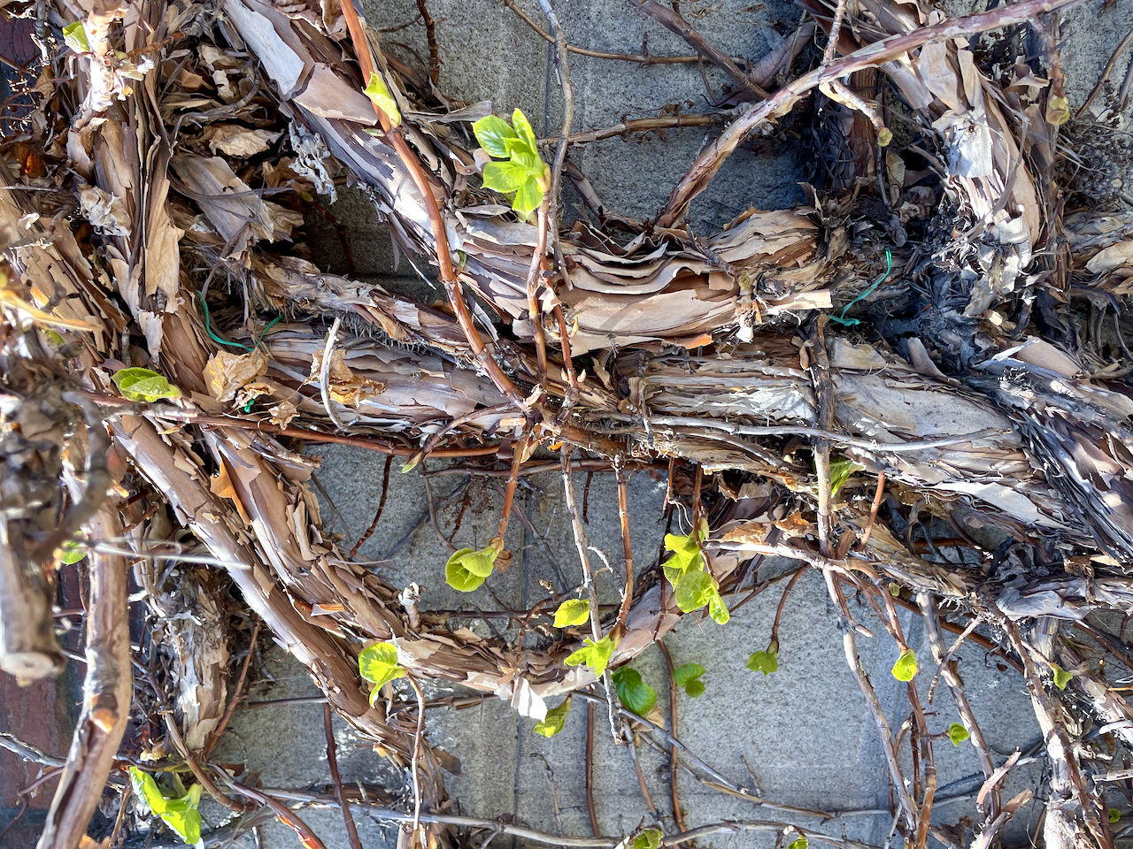 May 2022 Writing Corner Schedule