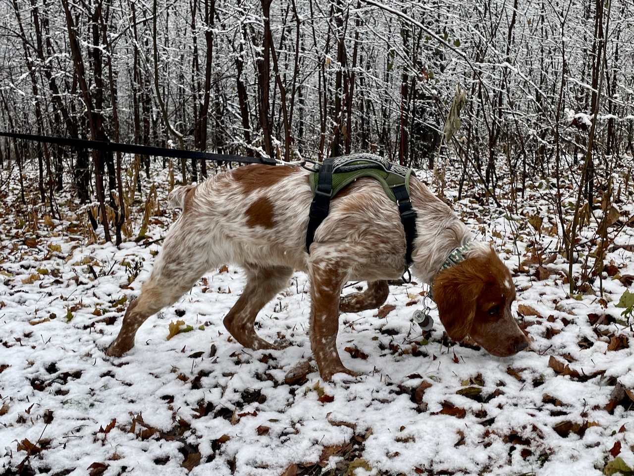 Three weeks with Pippin