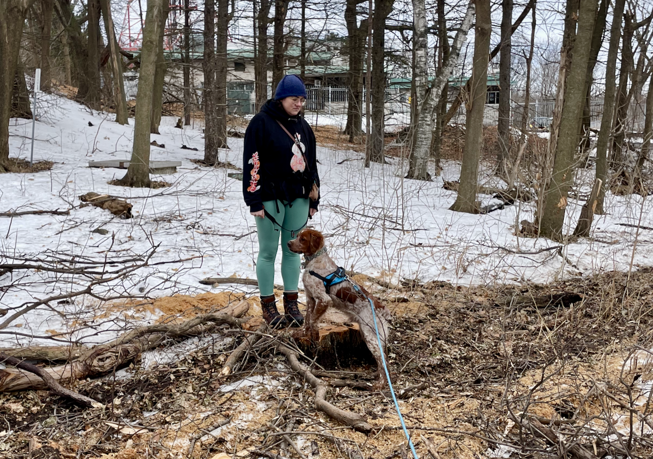 Planting trees to offset the carbon footprint of my blog