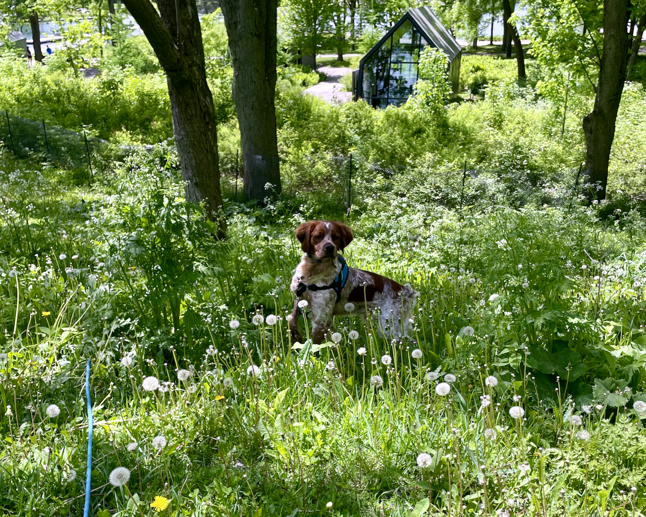 Goodbye lilac season, I got into kinésiologie!