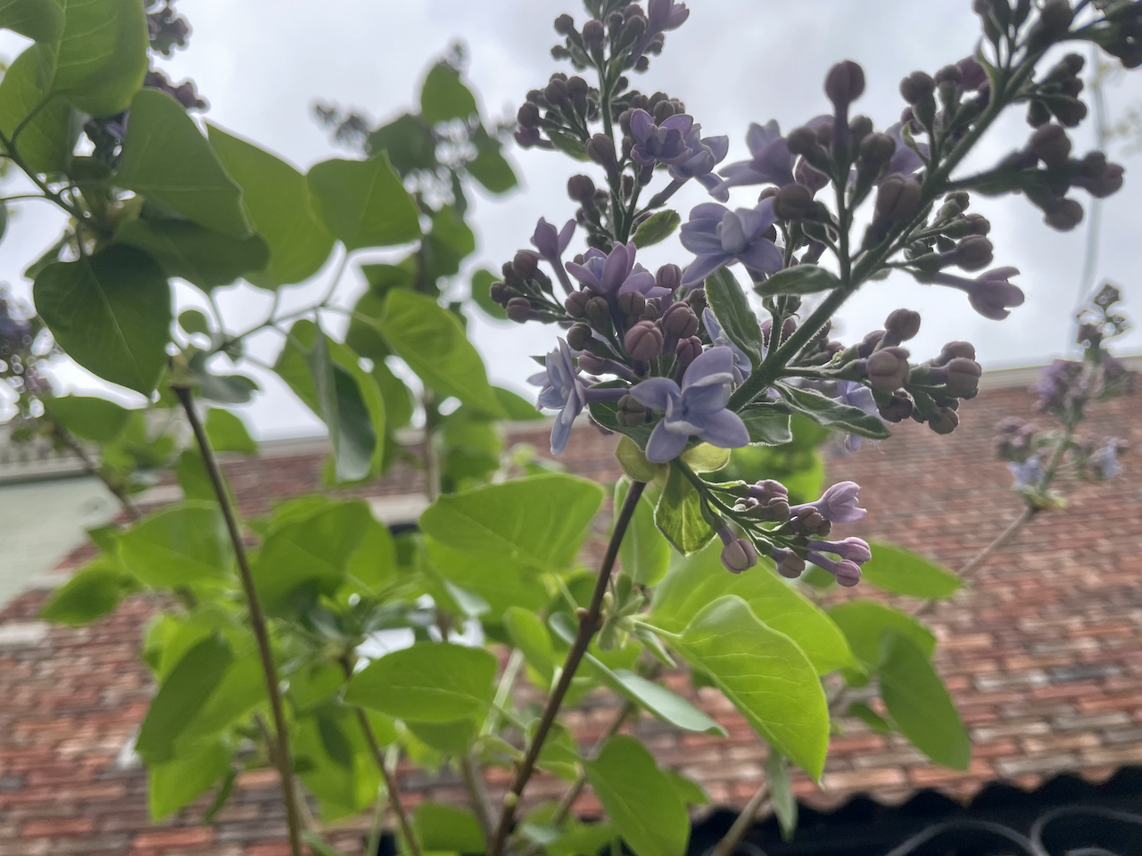 Moving and May writing log