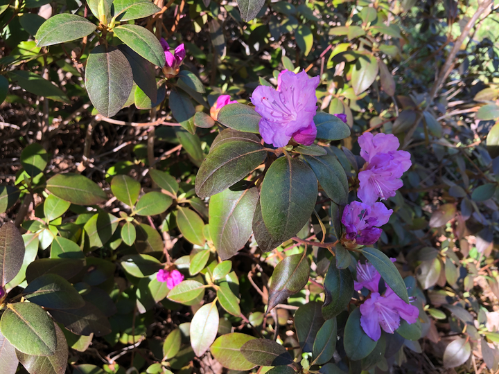 Reading Log on Jamaica Kincaid’s Girl