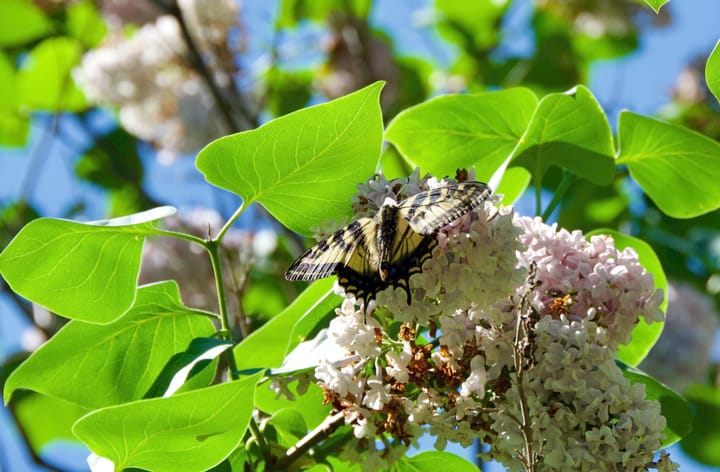 That this finds you well