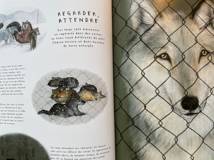 Notes de lecture sur Quatorze loups pour réensauvager Yellowstone