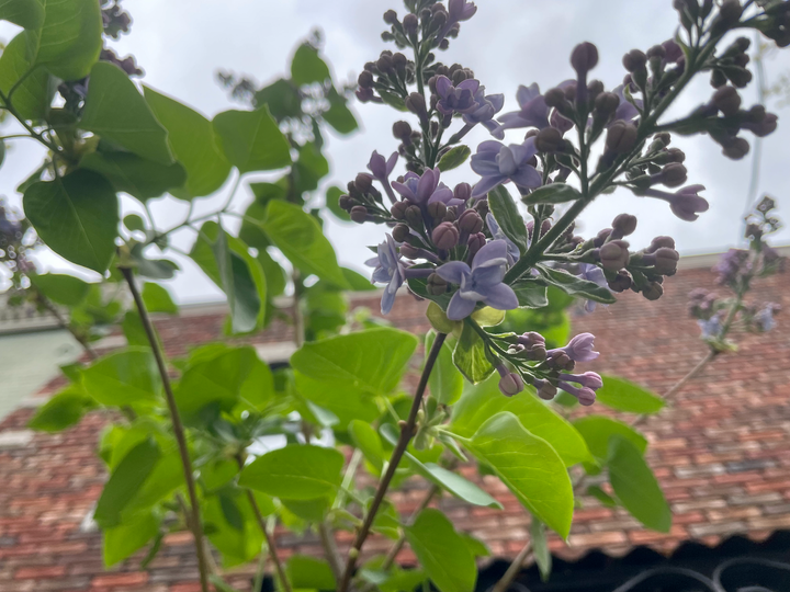 A photo of a lilac beginning to bloom.